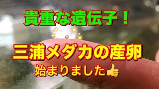 メダカの産卵始まる！！ [ライフ通信]8月号