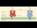 Antigen presentation and processing for GATE BT/DBT JRF/ICMR JRF/CSIR-NET