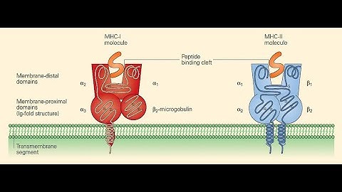 Antigen presentation and processing for GATE BT/DBT JRF/ICMR JRF/CSIR-NET