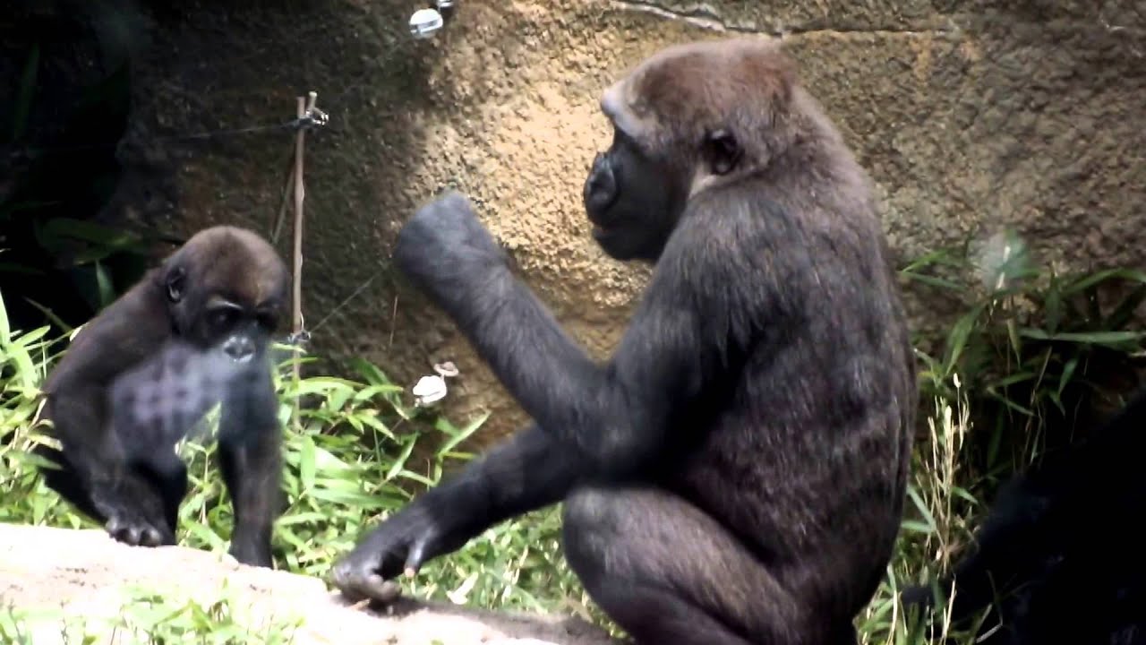 kawaii emoticons #04 Gorilla sisters.ゴリラ姉妹(1 year old,4 years old,) 。