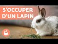 Comment soccuper dun lapin   guide complet pour avoir un lapin 