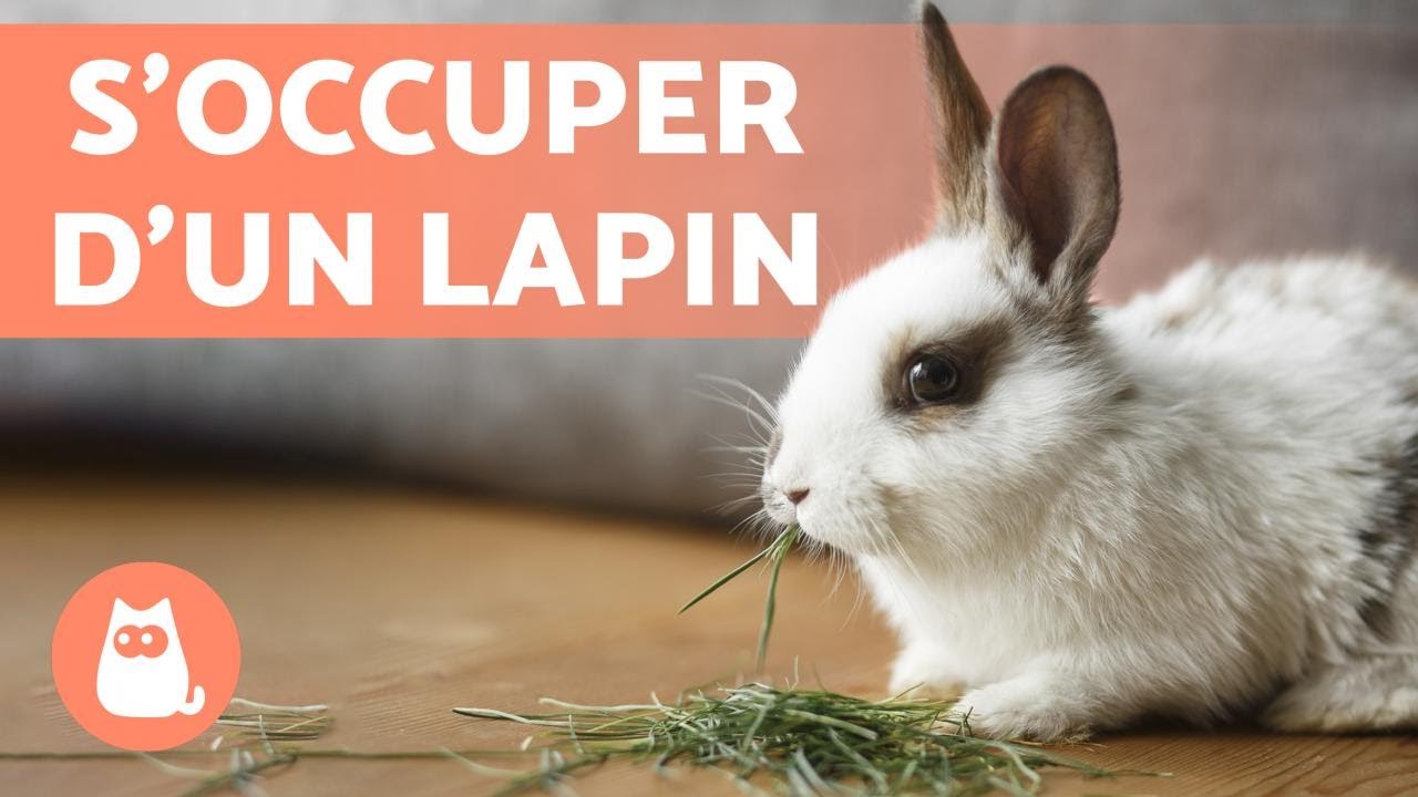 Comment SOCCUPER DUN LAPIN   Guide complet pour AVOIR un LAPIN 