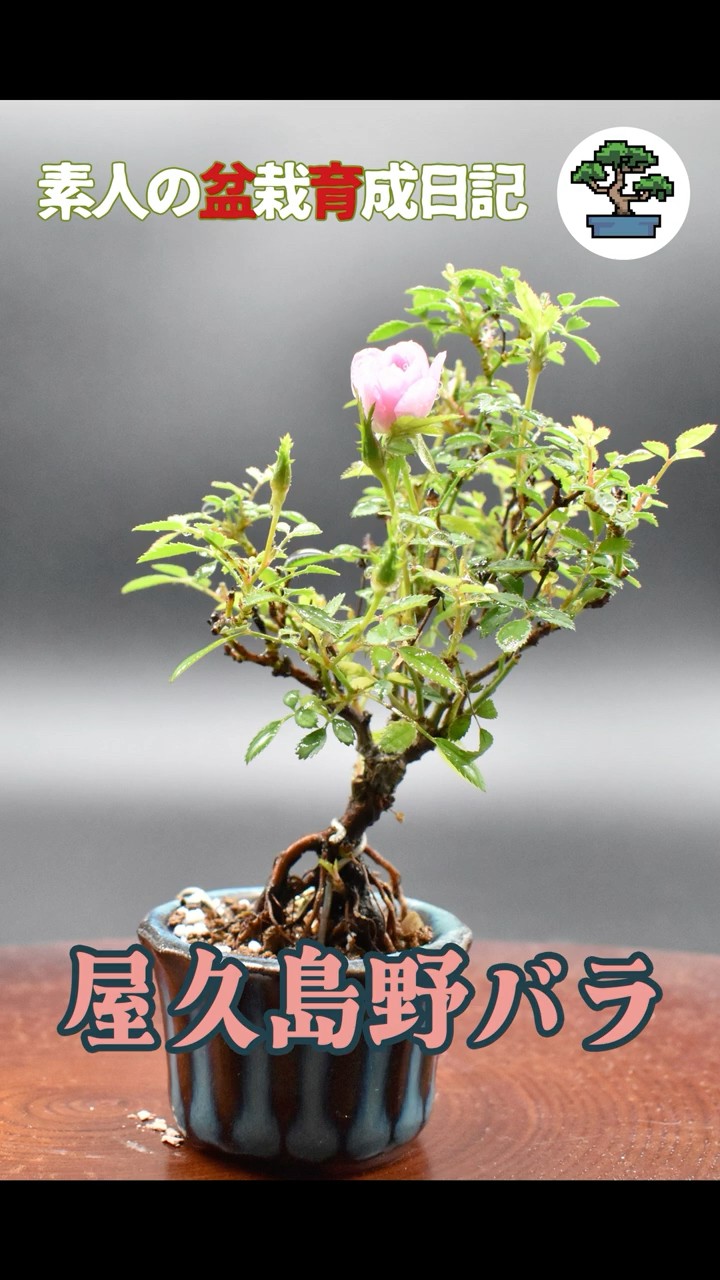 屋久島野バラの豆盆栽～成長日記～ #豆盆栽 #bonsai #園芸 - YouTube