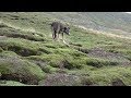 Duke the darkhorse - Ferreting with Reynolds Rabbit Control video