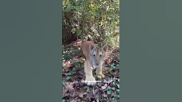 What It S REALLY Like Filming Tigers 
