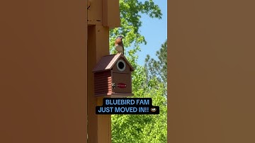 Kingsyard Bluebird House #kingsyard #birdhouse #birds