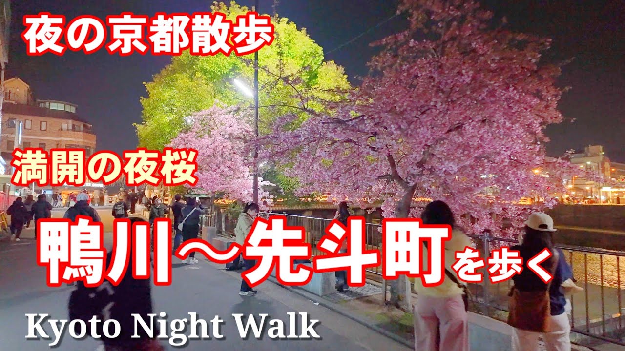 3/21(金)夜の京都散歩 満開の夜桜も咲く鴨川から先斗町を歩く【4K