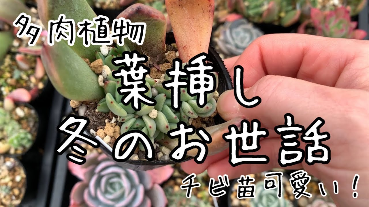 多肉植物 葉挿しの冬の育て方 Youtube