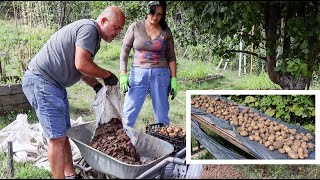 Potatoes planted in sacks! How many potatoes did we collect from 3 square meters of 20 sacks.