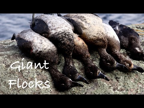 INSANE Diver Duck Hunt (Camping At A Lake In The Middle Of NOWHERE)