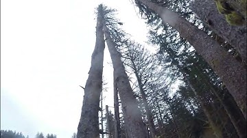 Swinging Dutchman, the difference between hard and soft.  Part 2,  /KK Cutting, Chainsaw Lunatic