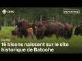 Batoche accueille 16 naissances de bisons, une première en 150 ans