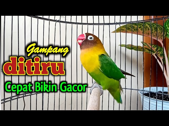 DI AWALI NGETIK SAMBUNG NGEKEK PANJANG, SUARA LOVEBIRD FIGHTER MUDAH DI TIRU CEPAT BIKIN GACOR class=