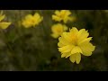 259.Видения Лены Калашниковой.15.11.2022г.Исход избранного народа из Украины