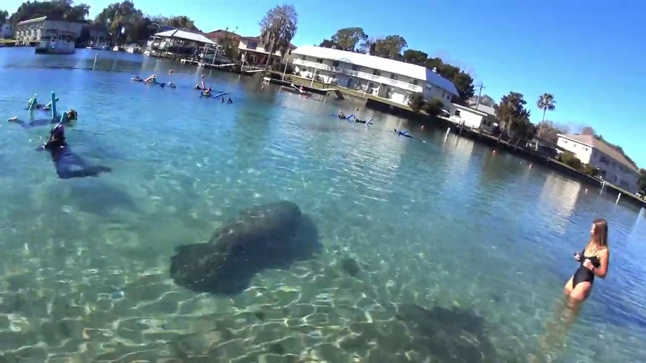 manatee-in-crystal-river-florida-hunter-springs-park-free-access-jan
