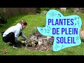 Plantes en plein soleil choix de plantes adaptes et rsistantes  la scheresse