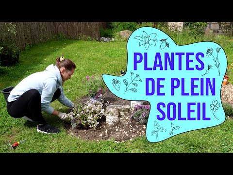 Vidéo: Choisir des plantes pour le plein soleil dans la zone 9 - En savoir plus sur les plantes qui aiment le soleil dans la zone 9