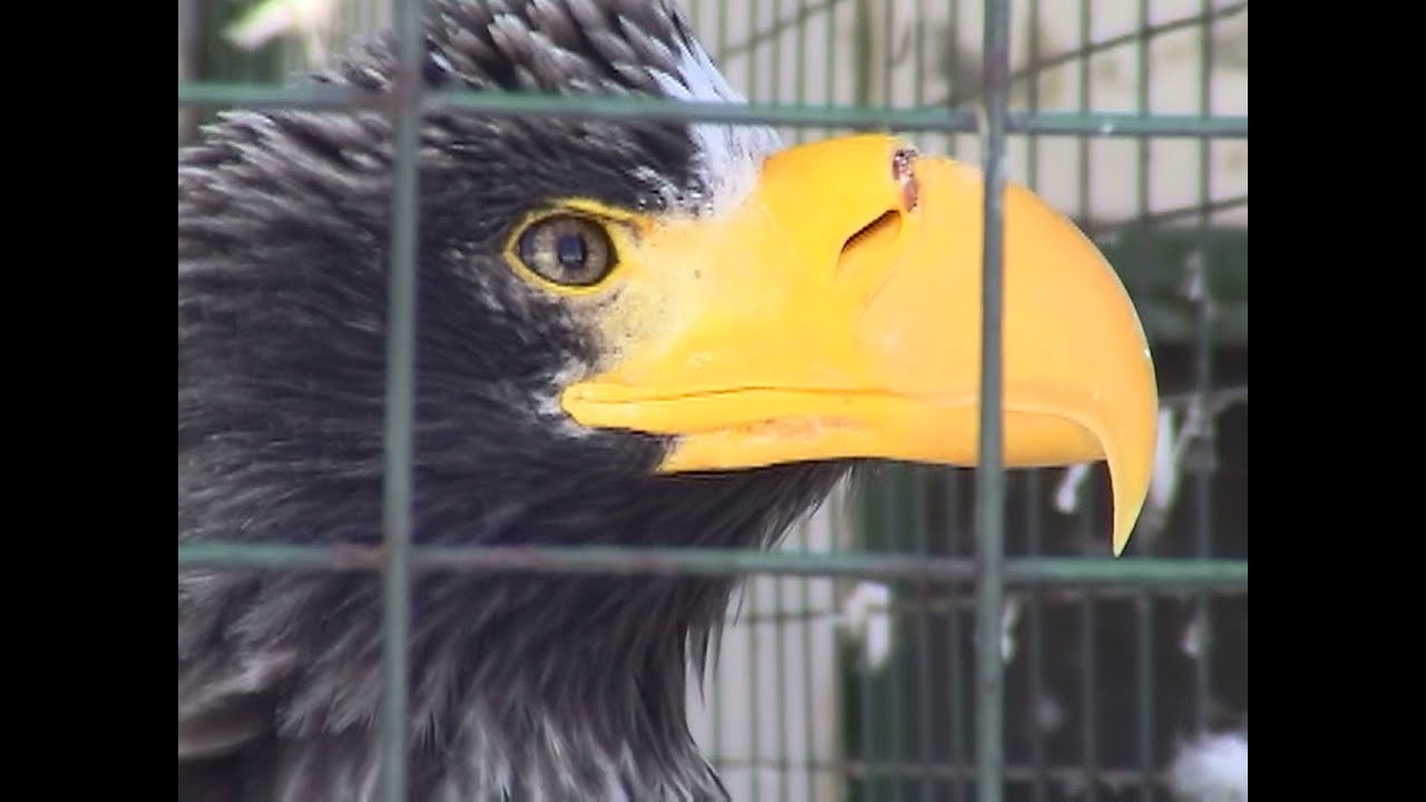 オオワシ（円山動物園） - Steller's sea eagle 