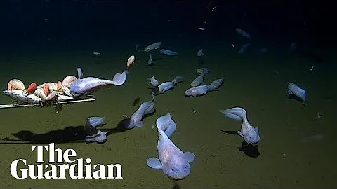Researchers near Japan capture footage of deepest fish ever recorded underwater - DayDayNews
