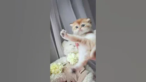 Video 9805011: golden british kitty, british kitten, british cat, color british, lovely british