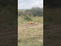 New Nala S Cub Playing With Older Sibling Lion Masaimara Wildanimals Bigcat Nature Lionpride New Nala S Cub Playing With Older Sibling Lion Masaimara Wildanimals Bigcat Nature Lionpride