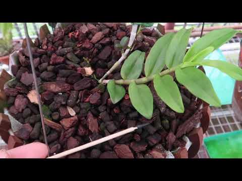 1 SỐ ĐẶC ĐIỂM NHẬN DẠNG CÂY HỒNG MĨ NHÂN