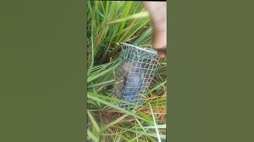 Truy lùng săn hàng khủng/ chuột cống nhum[]Nghề mưu sinh #săn # bắt #bẫy #chuot #shorts  #ngovanlam