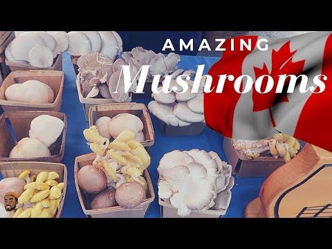 These AMAZING MUSHROOMS Only Grows In Ontario Canada | Morris Time Cooking
