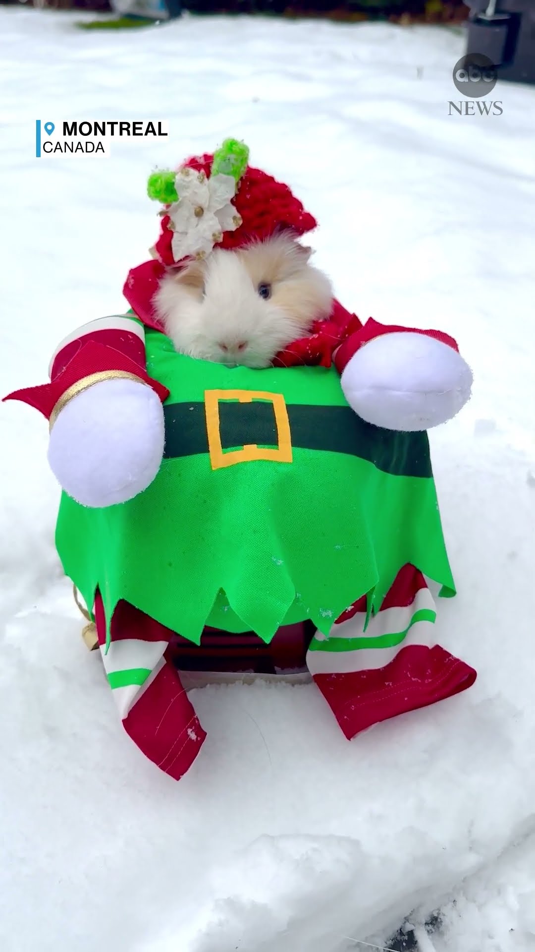 Guinea pig dons Christmas elf outfit