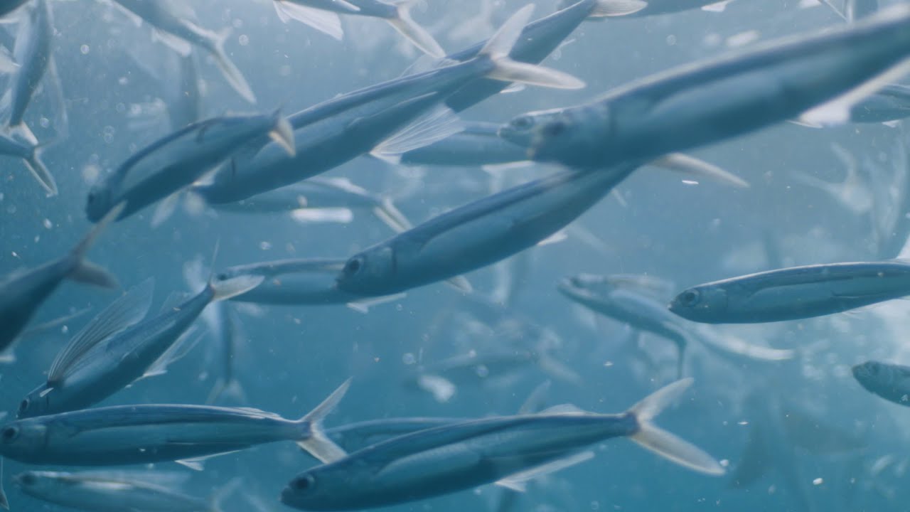 トビウオの飛行｜鹿児島県屋久島沖（24年5月、25年5月撮影）【久原本家