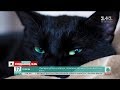 В Італії відзначають День захисту чорних котів