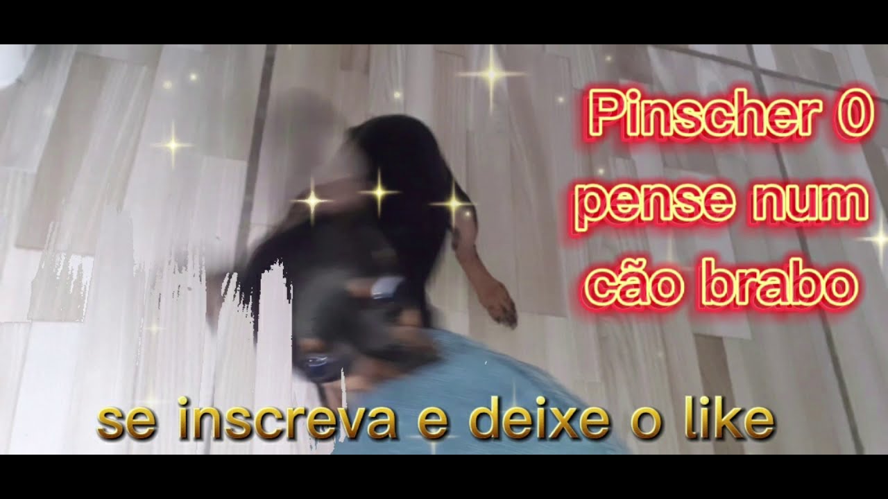 Pinscher 0 - com ódio - YouTube