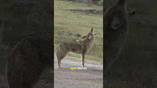 शिकारियो ने साउंड डिवाइज से कोयोट का शिकार किया। | Hunters Hunt Coyotes With Sound Devices | #shorts