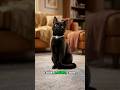 LooMelo Kids™ | Louie Louie, My Cat 🐾 Silly Cat Song for Kids!