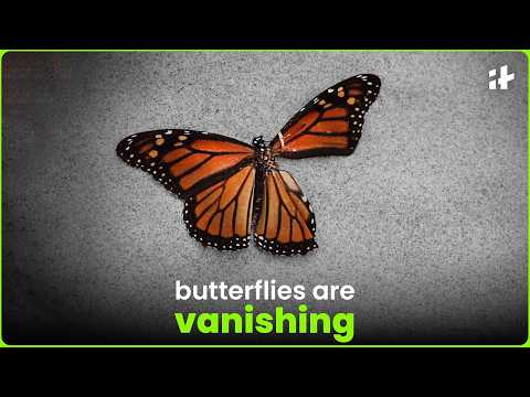 the butterfly crisis could be a sign of something worse