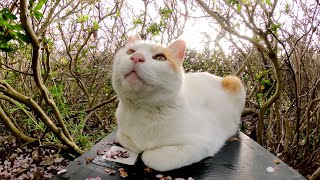 浮気は許さニャい！？他の猫をモフっている現場を目撃して嫉妬する茶シロ猫