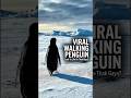 Viral Penguin Clip ko Dekh Kar Rote Ho? Ye Hai Asli Haqeeqat #emotional #wildlife