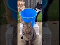 Cold water challenge #funny #cat #sora