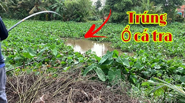 Câu Cá Tra Sông Gặp Ngay Ổ Thả Mồi Xuống Là Giật Cá Liên Tục #minhtrường7kmiềntây