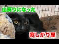 園長宅にいる一歳未満の保護猫達のご紹介です！クックー＆シーちゃん【Rescued cats】