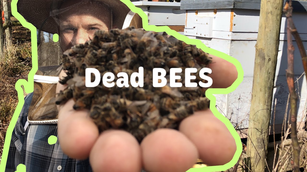 Dead Bees: The Truth about Winter Beekeeping