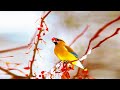 Calm Your Mind With Beautiful Relaxing Music & Beautiful Nature for Insomnia Relief and Meditation