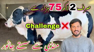 Anas Ka Challenge 🔥 Mandi se Sastay Janwer Do Ga || Mid Range Ghulabi Collection For Qurbani 2024