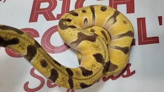 Famous My 2019 Ball Python Pickups! Wealth