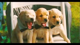 How much is that dog in the window by Kidz Bop Kidz
