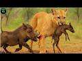 LEONES AFRICANOS Inteligencia, Estrategia y Poder de la Manada #animales