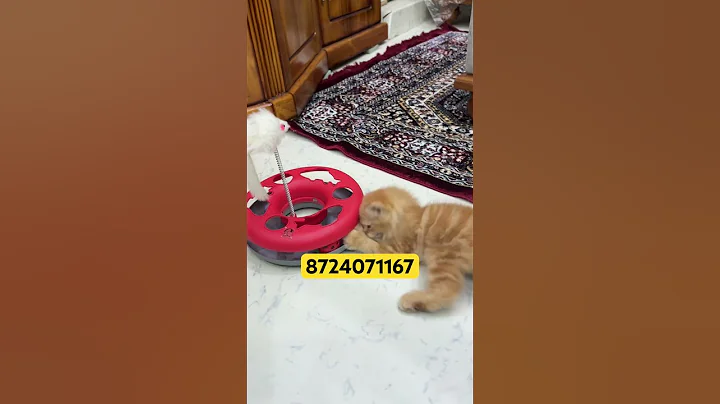 Video 10880501: persian female kitten, cute persian kitten, persian cat