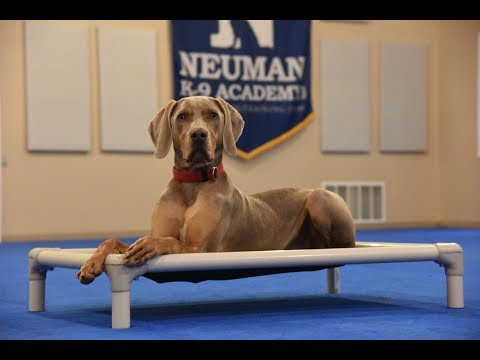 Ahsoka (Weimaraner) Boot