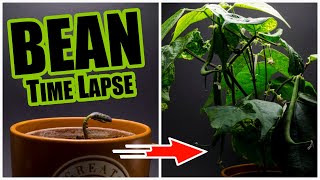 Bean Growing Time Lapse - 60 days in 3 minutes