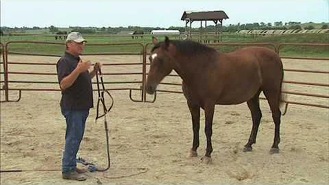 Your horse hard to Catch? Training Tip from Dennis...